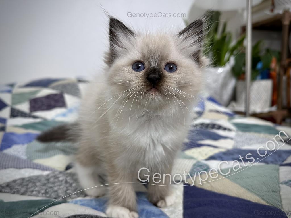 Minerva photo 7
