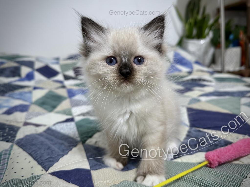 Minerva photo 17