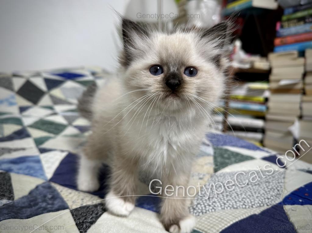 Minerva photo 22