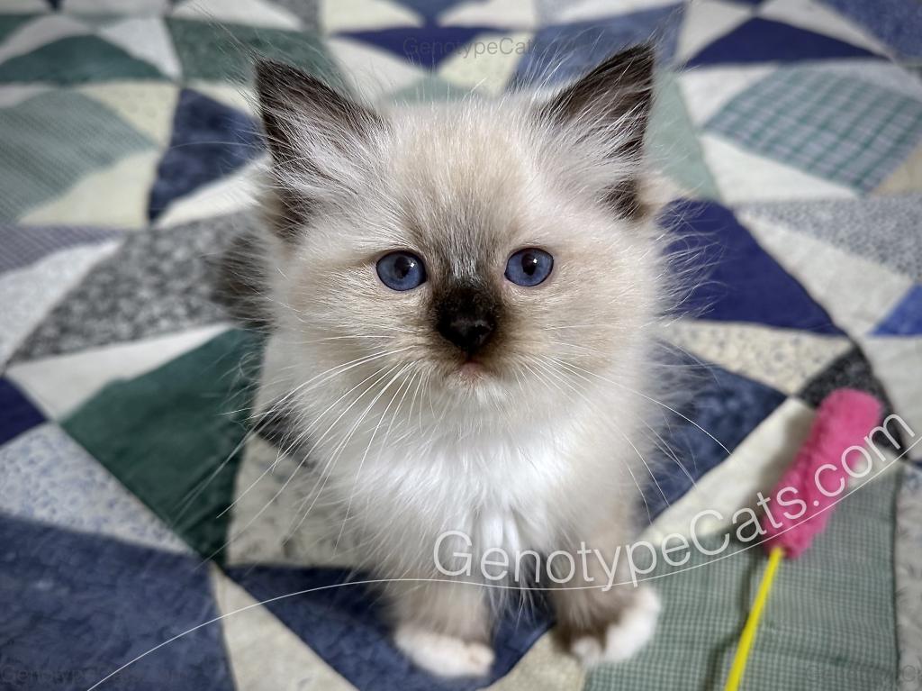 Minerva photo 15