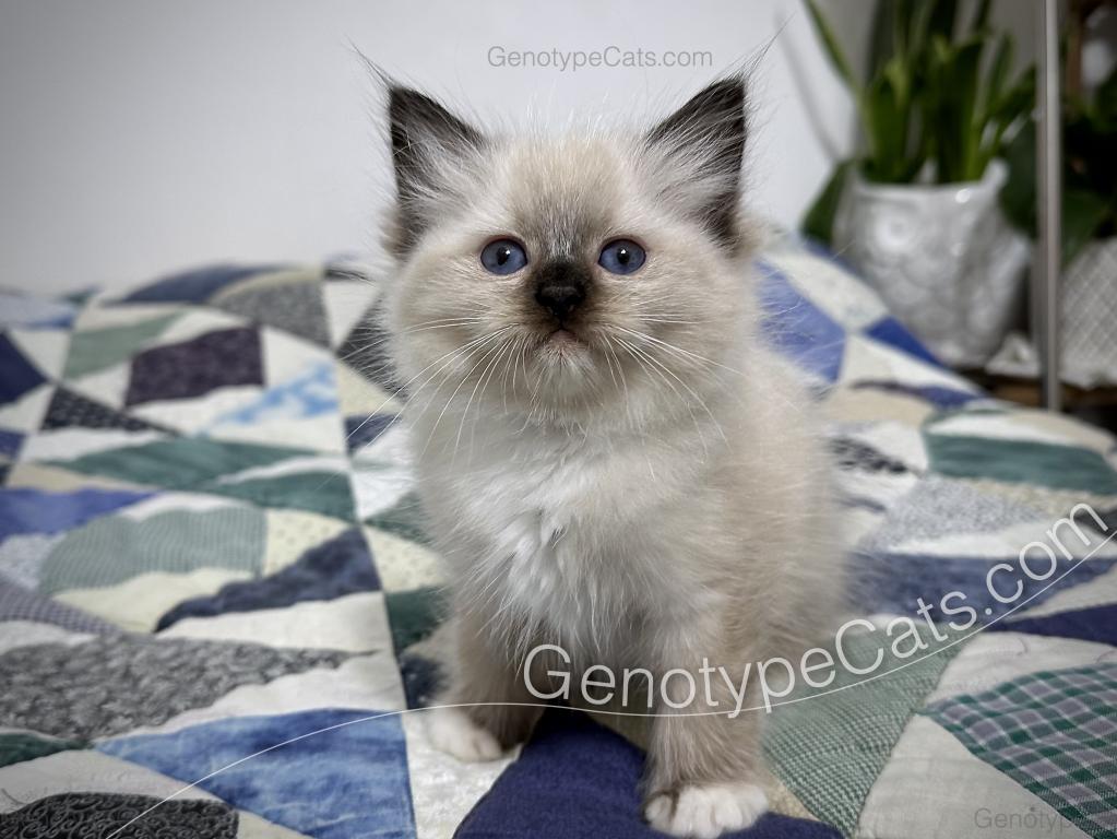 Minerva photo 28