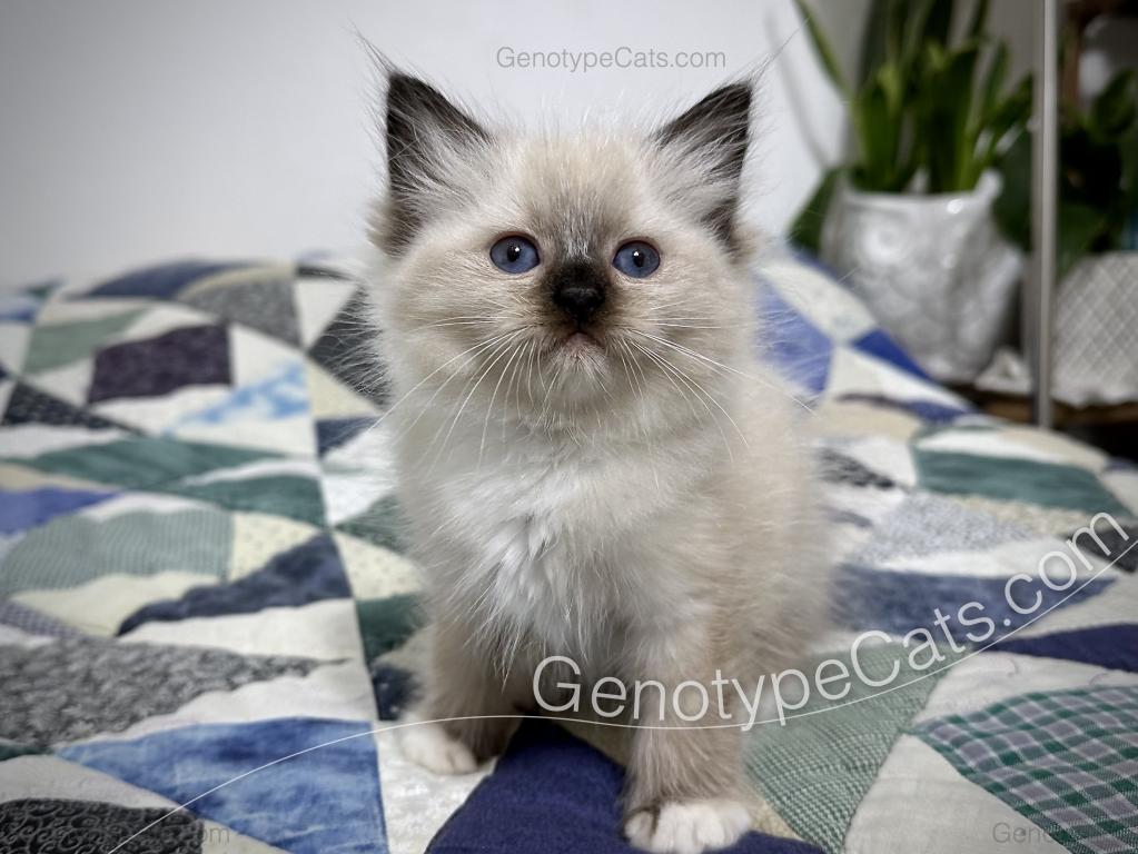 Minerva photo 29