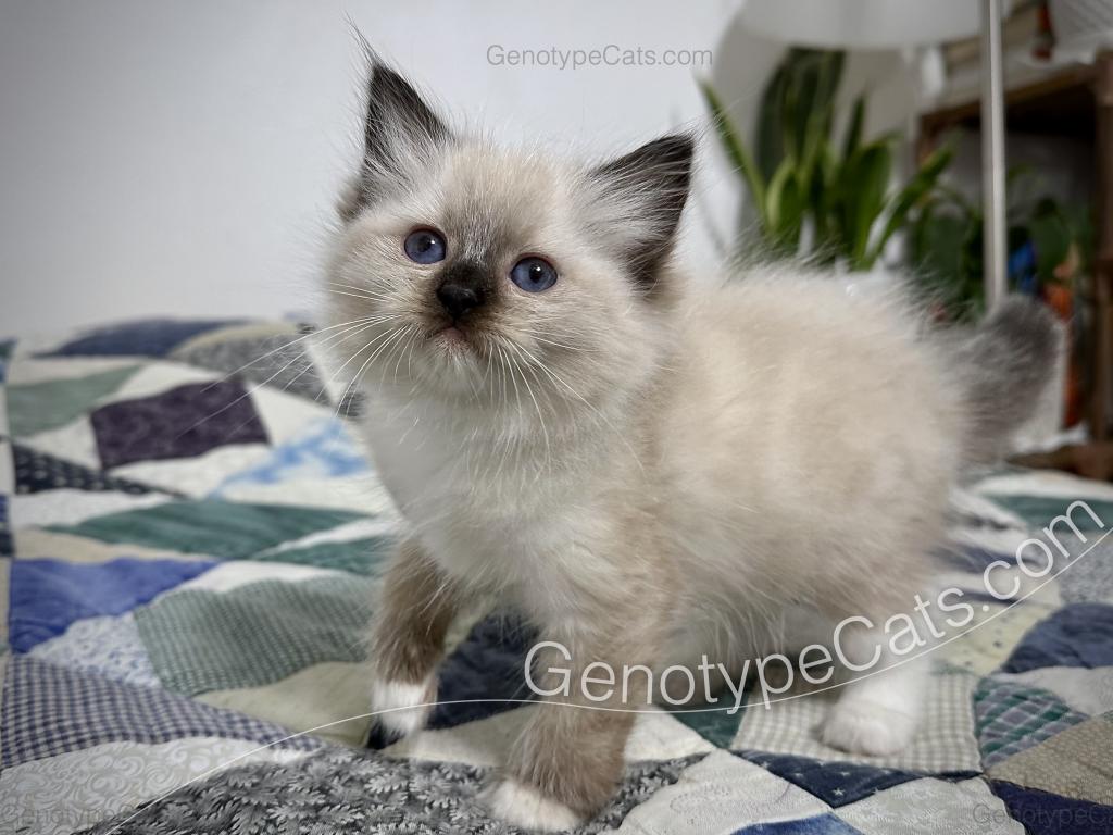 Minerva photo 30