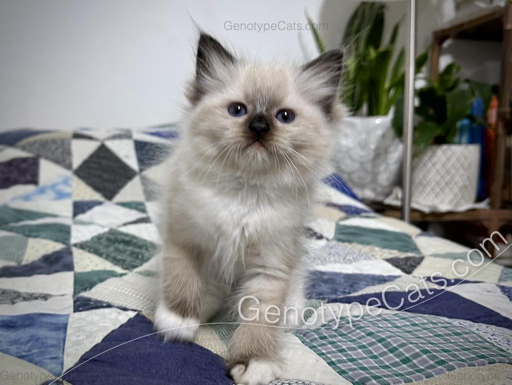 Minerva photo 27