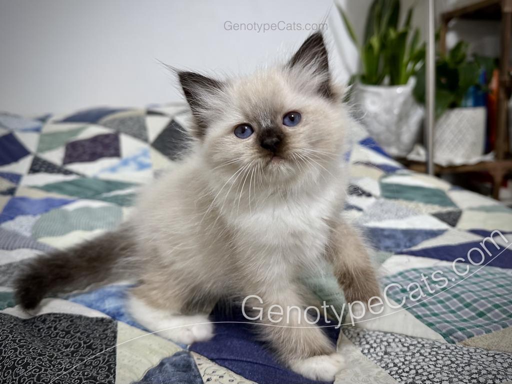 Minerva photo 25