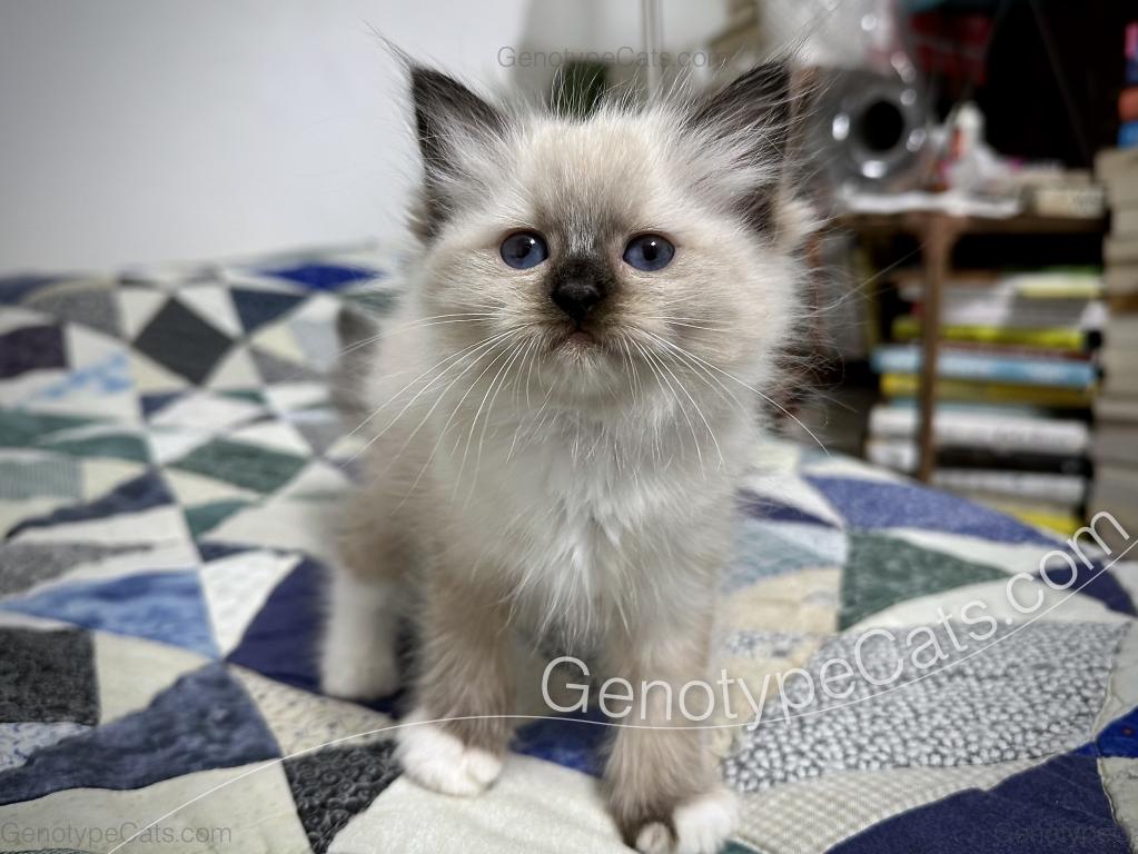 Minerva photo 23