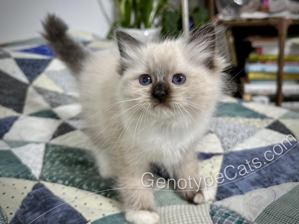 Minerva photo 31