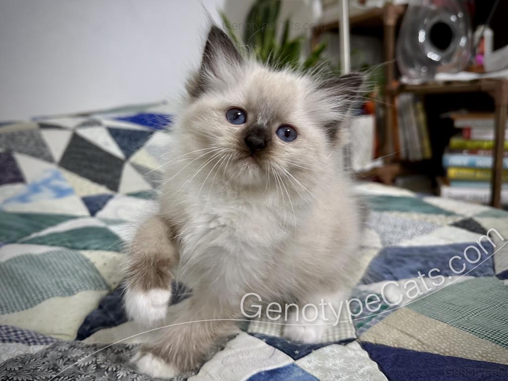 Minerva photo 1