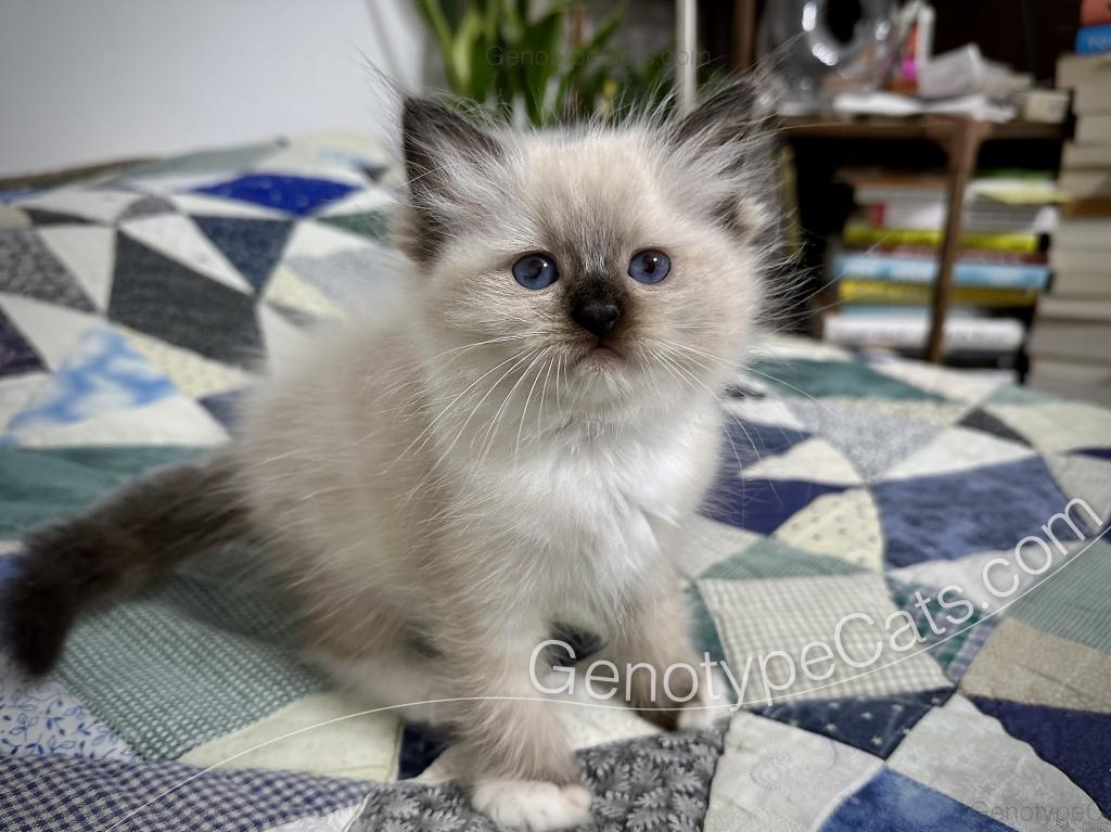 Minerva photo 8