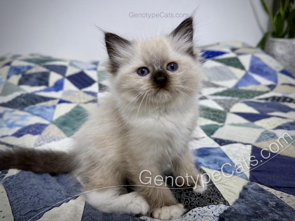 Minerva photo 21