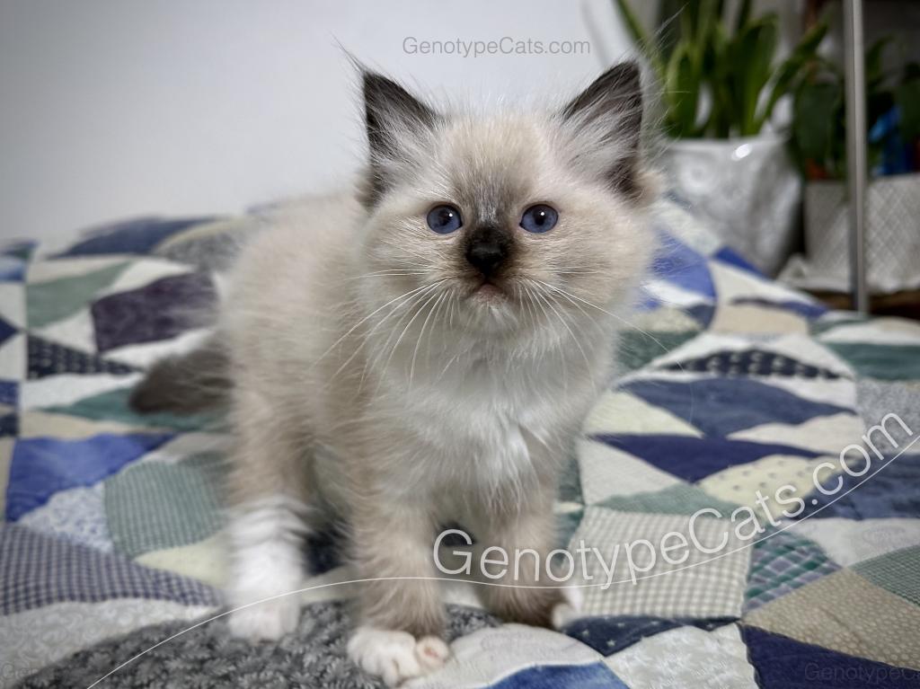 Minerva photo 11