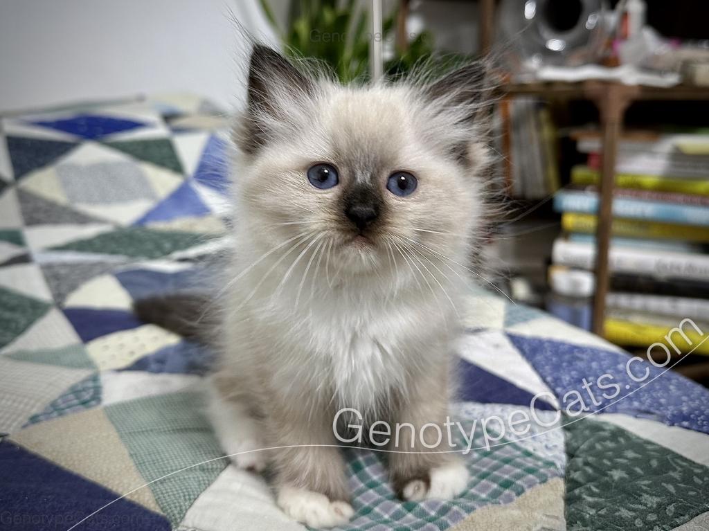 Minerva photo 3