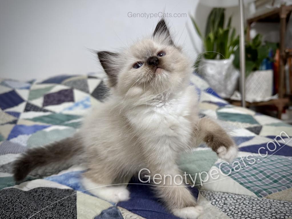 Minerva photo 26