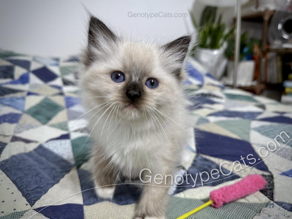 Minerva photo 18