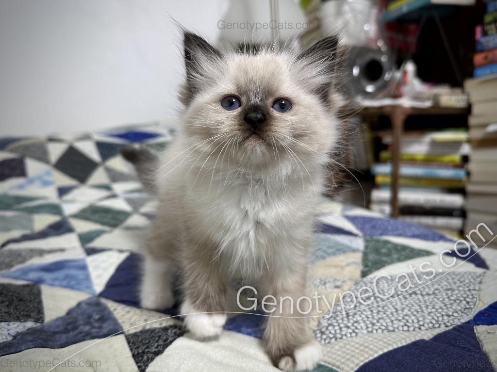 Minerva photo 24