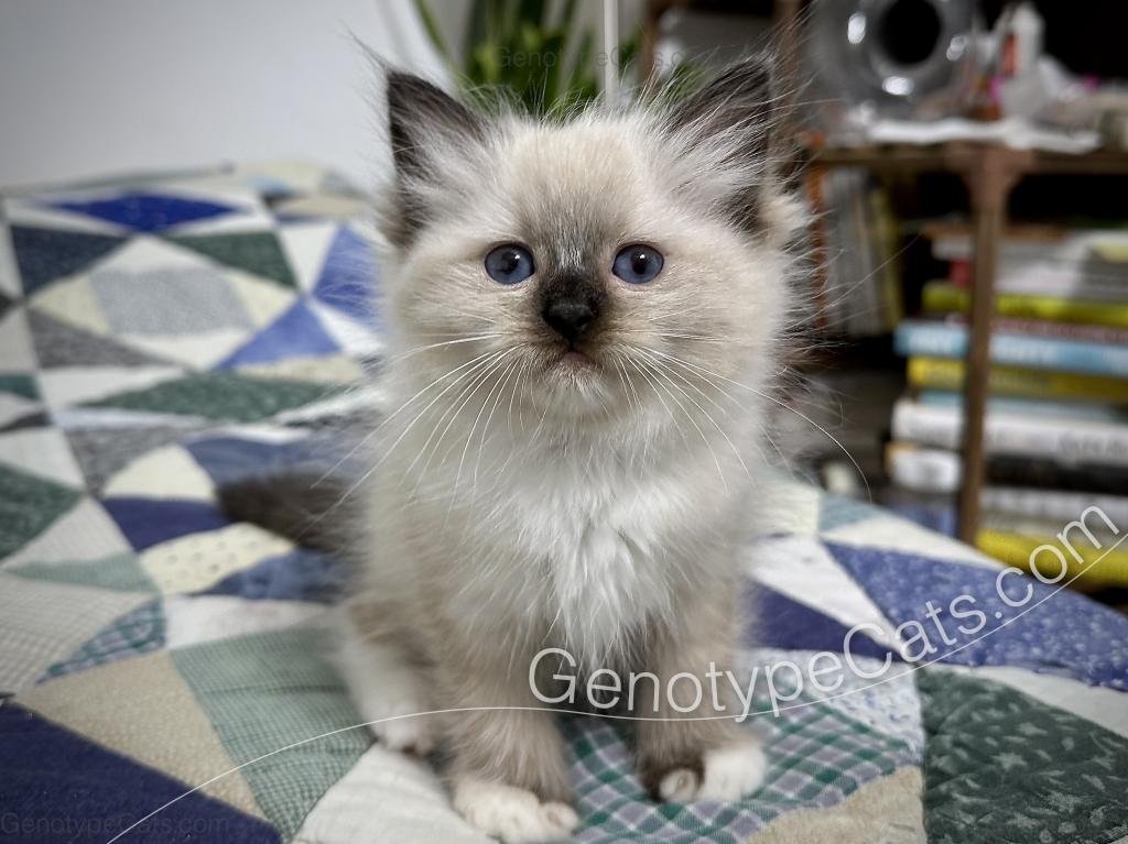 Minerva photo 2