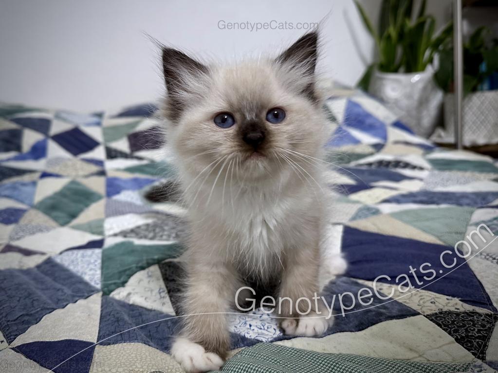 Minerva photo 19