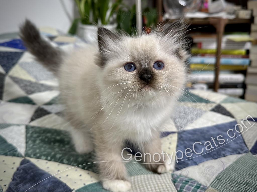 Minerva photo 32