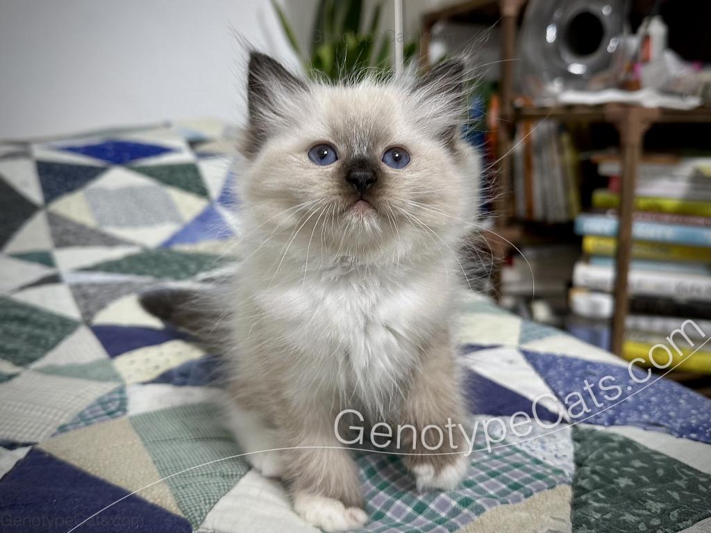 Minerva photo 4