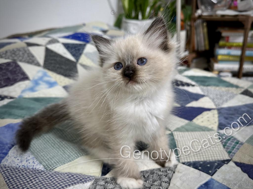 Minerva photo 9