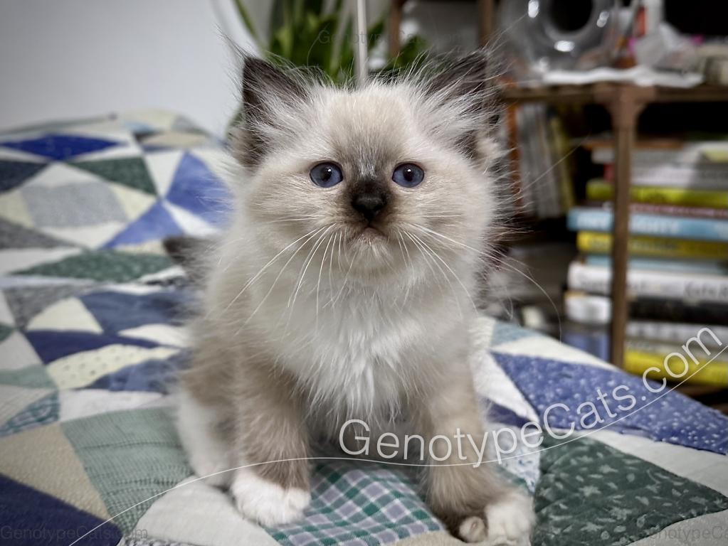Minerva photo 5