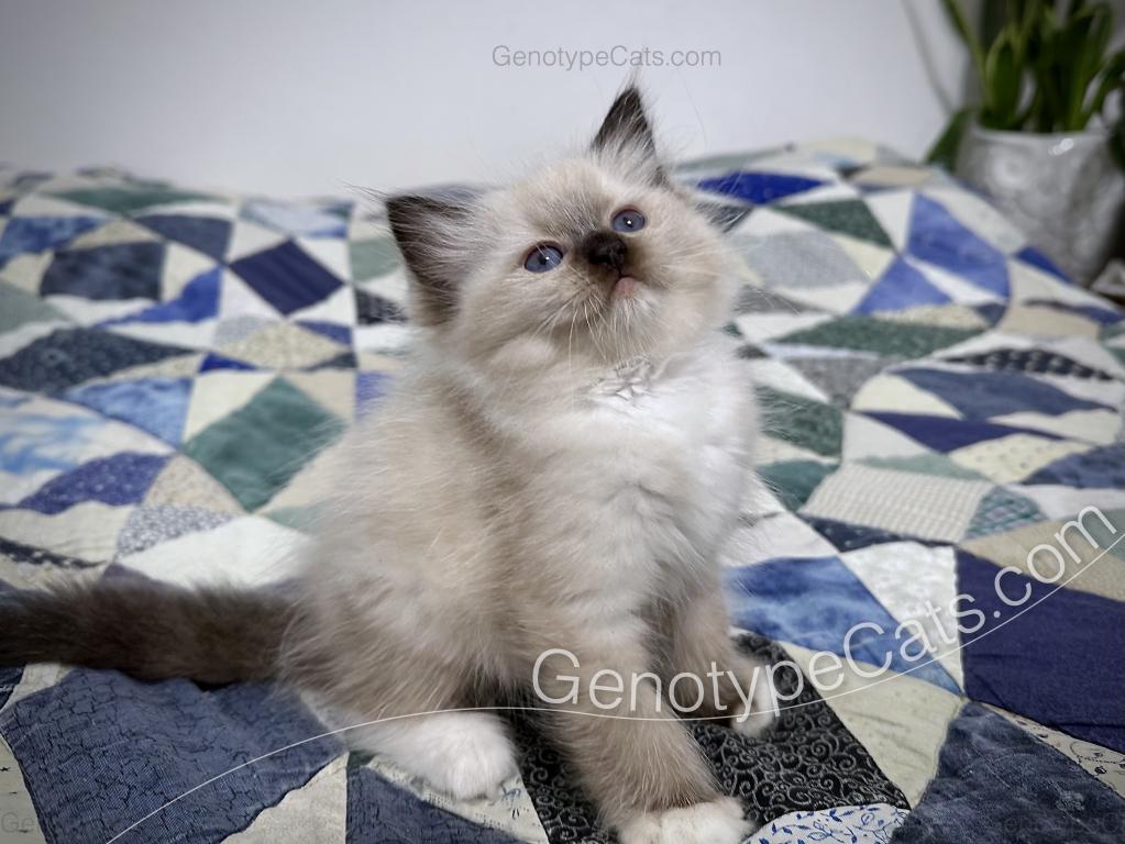 Minerva photo 20