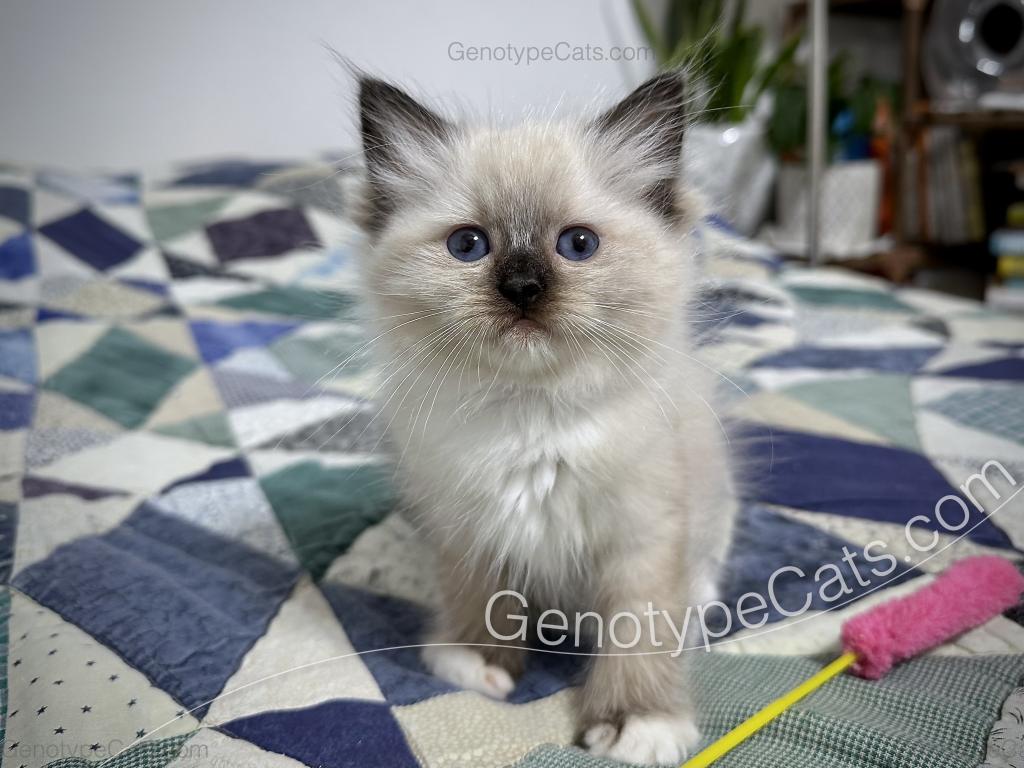 Minerva photo 16
