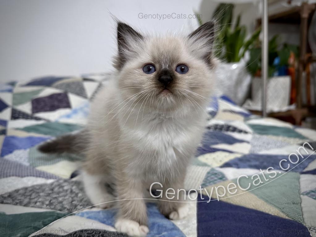 Minerva photo 6