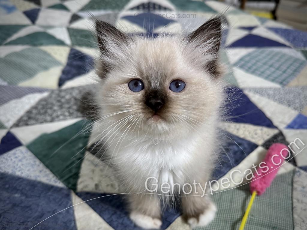 Minerva photo 13