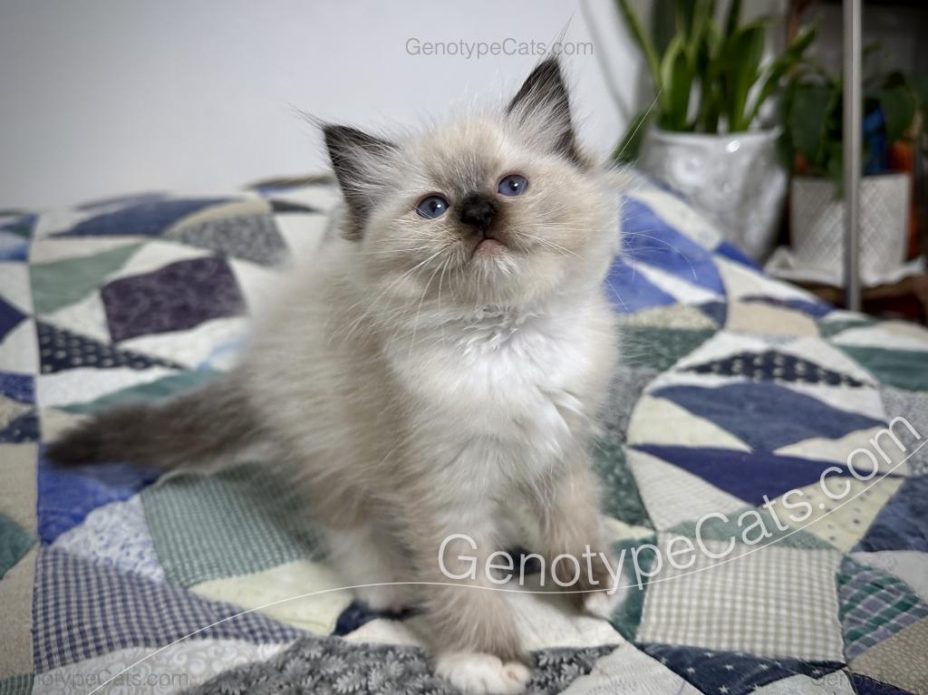 Minerva photo 10