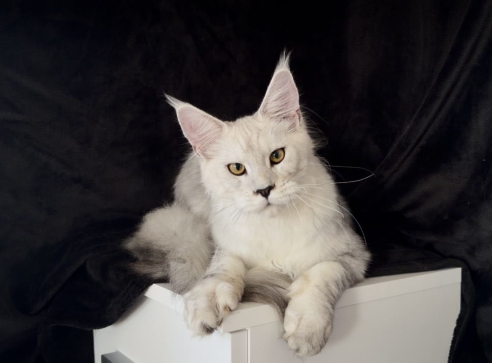 Male photo 1
