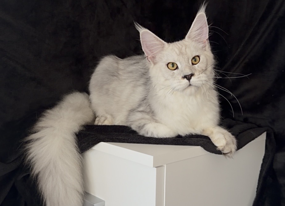 Male photo 6