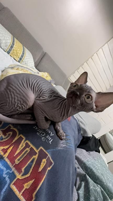 Male Sphynx Available photo 1