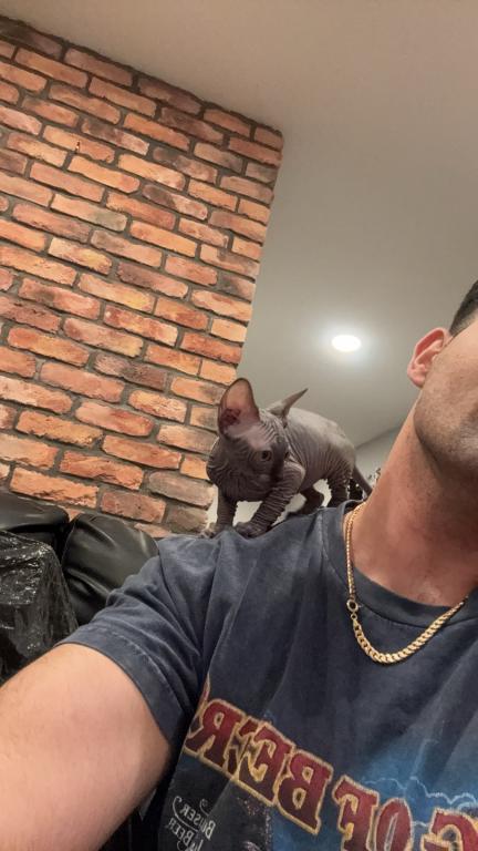 Male Sphynx Available photo 2
