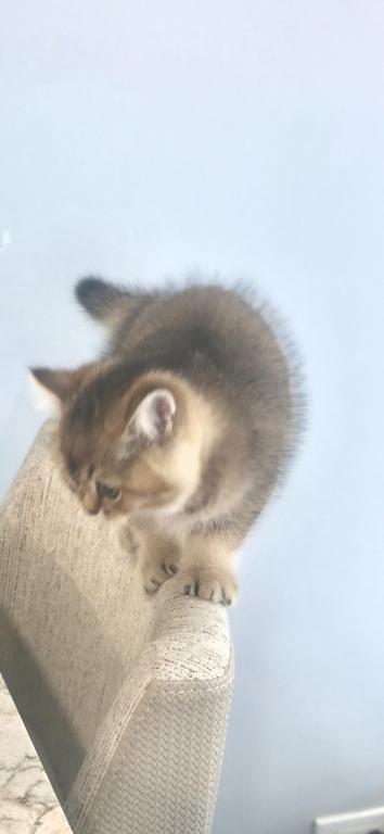 Charlie photo 2