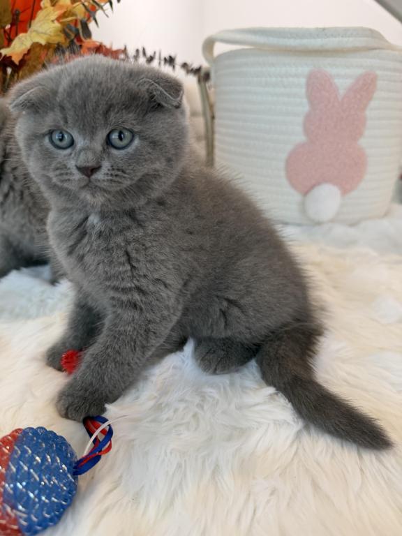Scottish Fold Boy Round Face Puffy Cheeks photo 5