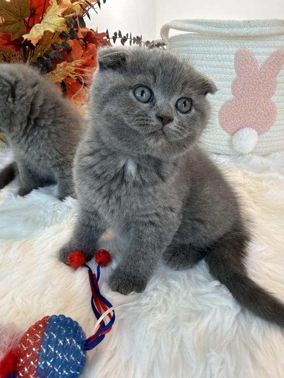 Scottish Fold Boy Round Face Puffy Cheeks photo 9