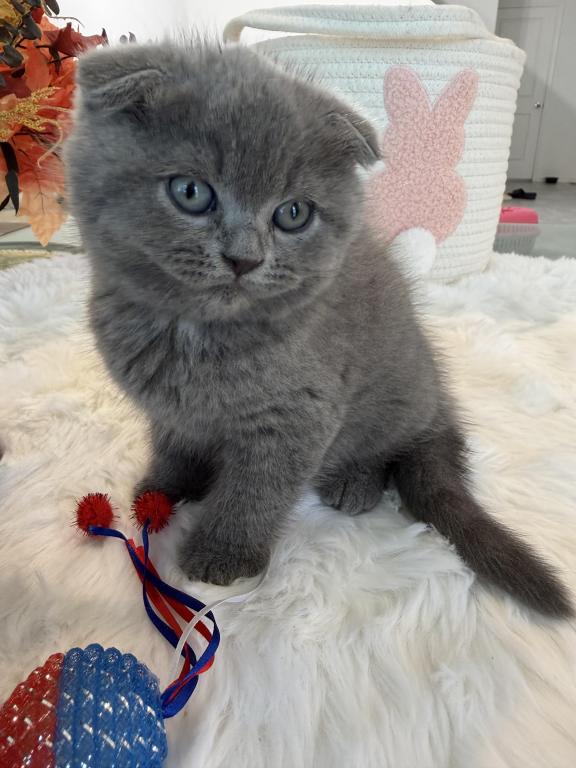 Scottish Fold Boy Round Face Puffy Cheeks photo 10