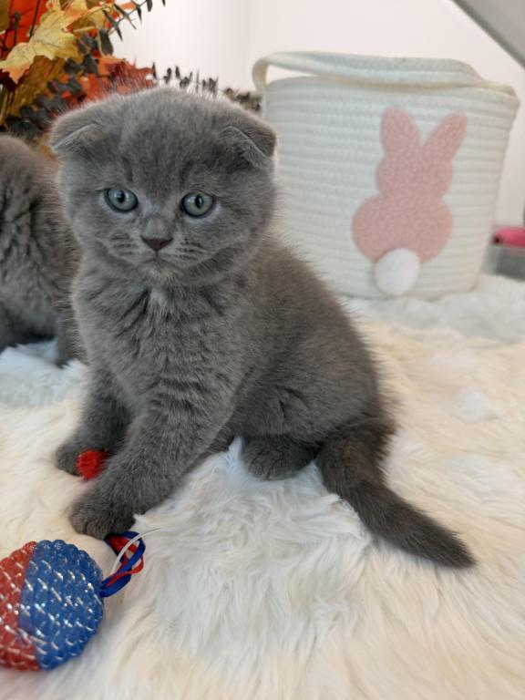 Scottish Fold Boy Round Face Puffy Cheeks photo 2