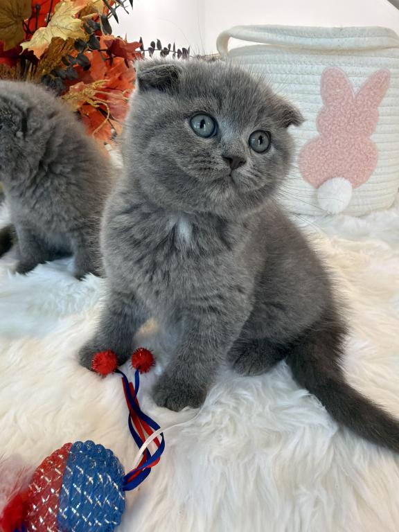 Scottish Fold Boy Round Face Puffy Cheeks photo 8