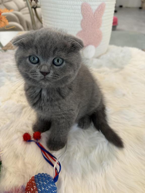 Scottish Fold Boy Round Face Puffy Cheeks photo 11