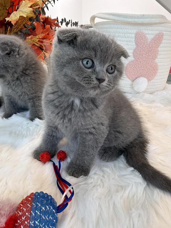 Scottish Fold Boy Round Face Puffy Cheeks photo 7