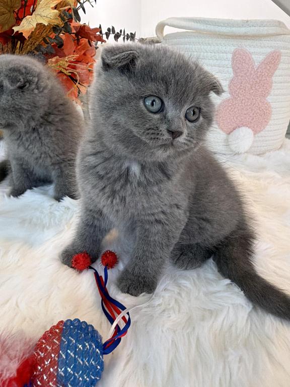 Scottish Fold Boy Round Face Puffy Cheeks photo 6