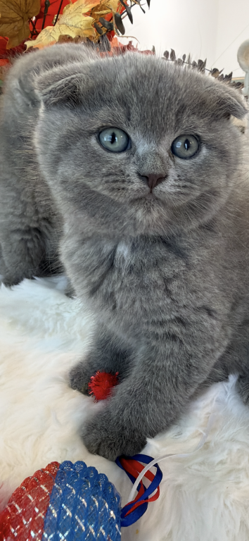Scottish Fold Boy Round Face Puffy Cheeks photo 16