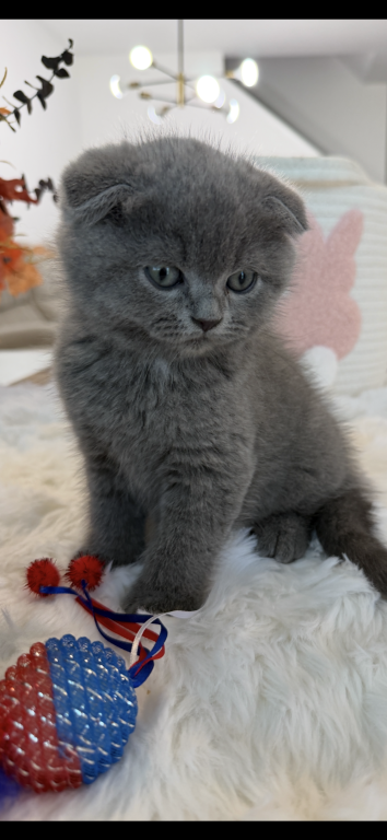 Scottish Fold Boy Round Face Puffy Cheeks photo 19