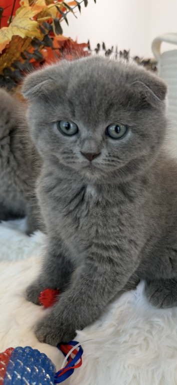 Scottish Fold Boy Round Face Puffy Cheeks photo 17