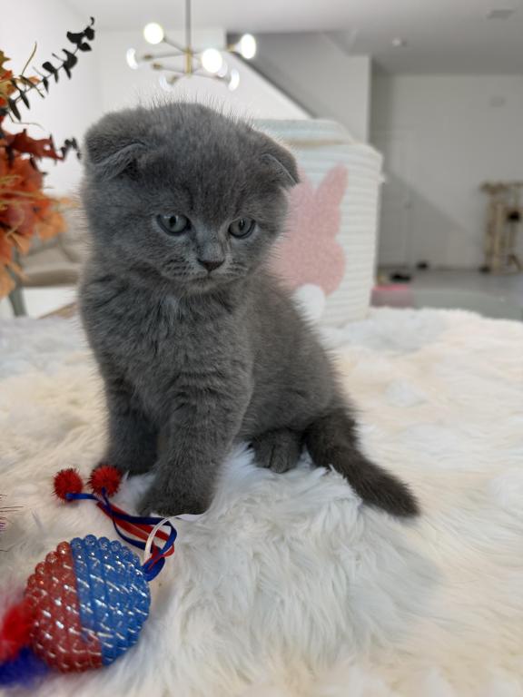 Scottish Fold Boy Round Face Puffy Cheeks photo 13