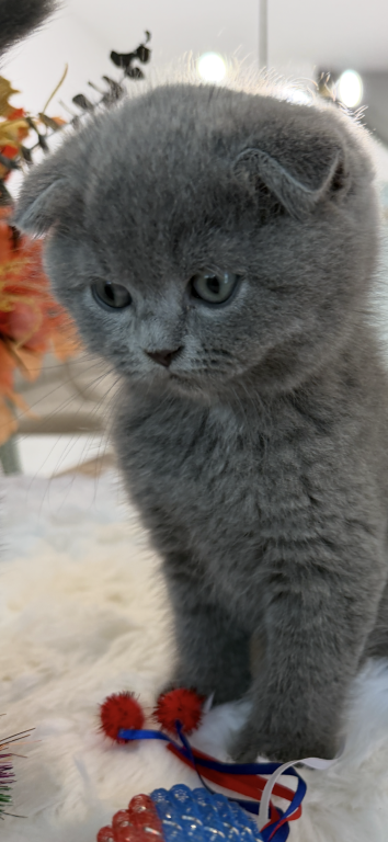 Scottish Fold Boy Round Face Puffy Cheeks photo 18