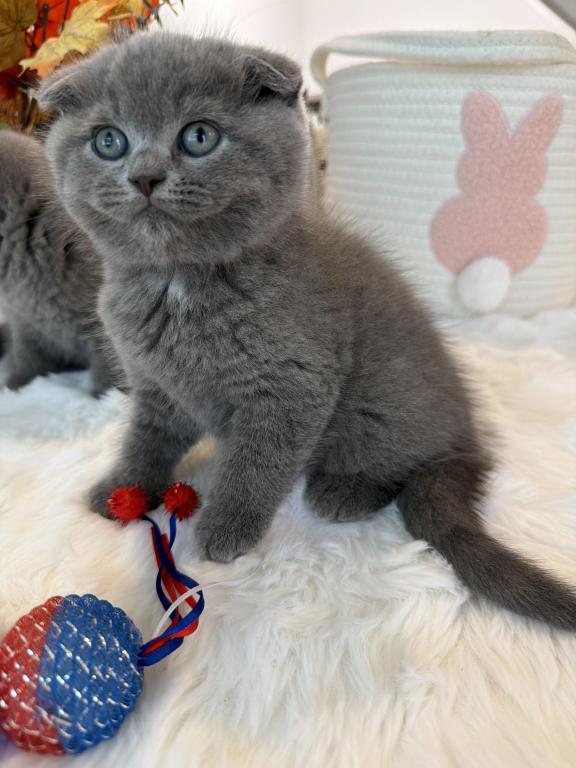 Scottish Fold Boy Round Face Puffy Cheeks photo 3