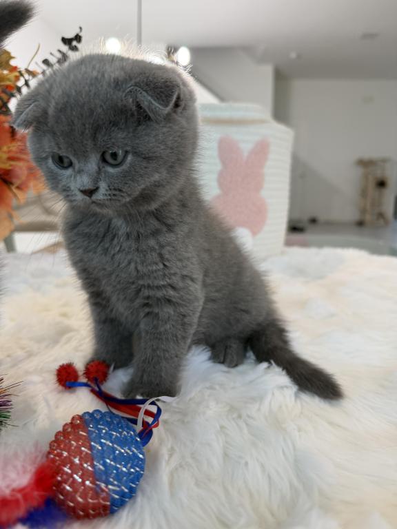 Scottish Fold Boy Round Face Puffy Cheeks photo 14